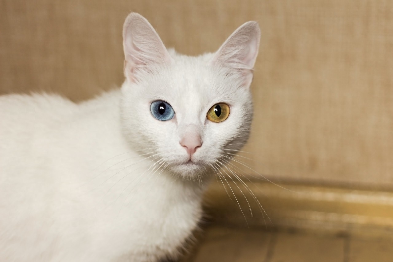 今天来介绍一下常见的蓝眼白猫、黄眼白猫和各种异瞳白猫