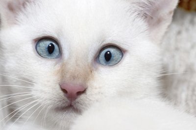 ​今天来介绍一下常见的蓝眼白猫、黄眼白猫和各种异瞳白猫