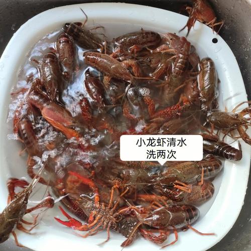 如何清洗龙虾(清洗龙虾的步骤)