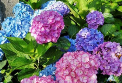 ​绣球可以淋雨吗 养殖方法有什么