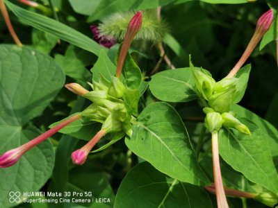 ​紫茉莉怎么美白