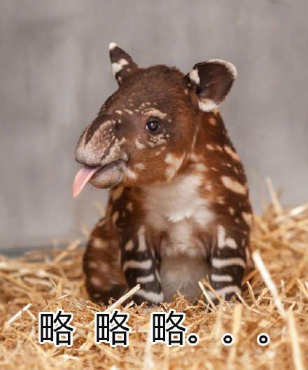 10个狗头表情包（一组貘mó的表情包）(8)