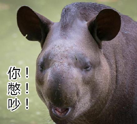 10个狗头表情包（一组貘mó的表情包）(7)