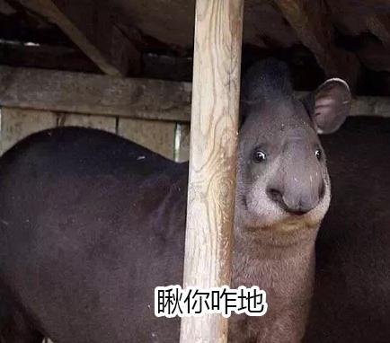 10个狗头表情包（一组貘mó的表情包）(1)