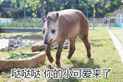 10个狗头表情包（一组貘mó的表情包）(4)