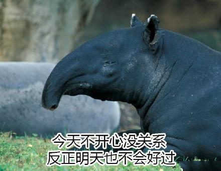 10个狗头表情包（一组貘mó的表情包）(2)