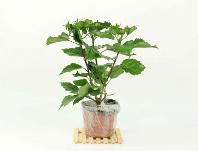 ​怎么让扶桑多开花，花期如何养护