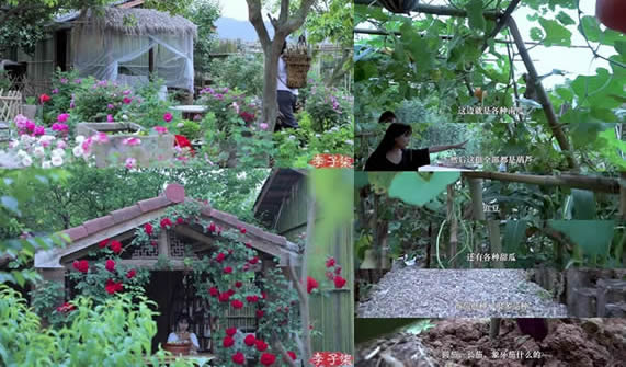 李子柒家的院子全景图有多大 引起很多人羡慕