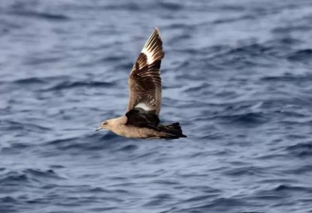 生活在南极的8种动物 个个都耐寒无比!