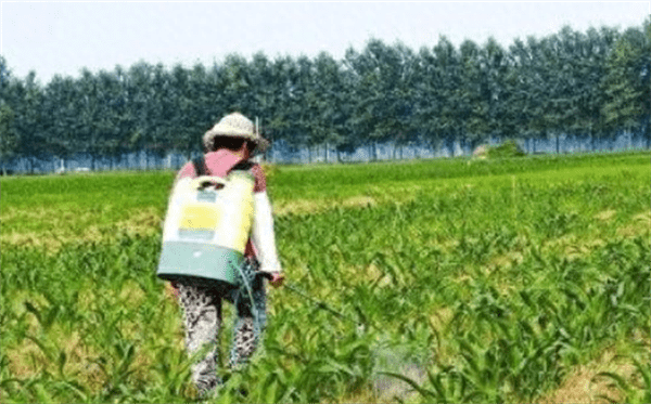 玉米除草剂早上打好还是下午打好(玉米地大草用什么除草剂)