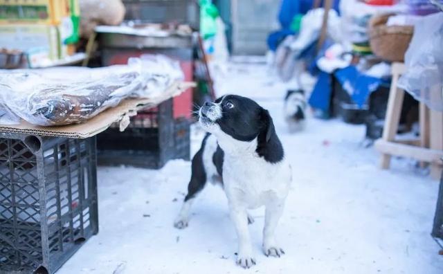 黑瞎子岛有出海口(探访祖国的最东端)(36)