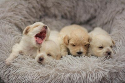 ​10块钱买了一只小狗，10个小时不到肠子都悔青了！