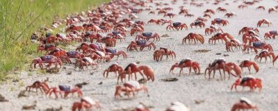 ​什么过街横行霸道