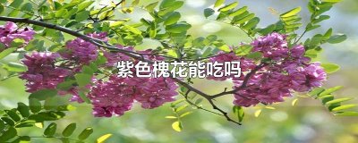 ​紫色槐花能吃吗