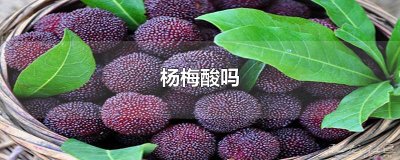 ​杨梅酸吗
